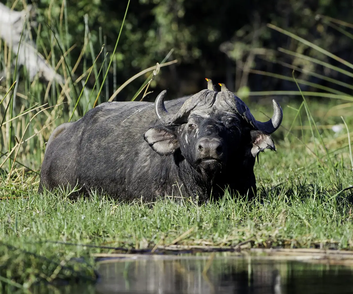 4-days-botwana-wildlife-safari-2