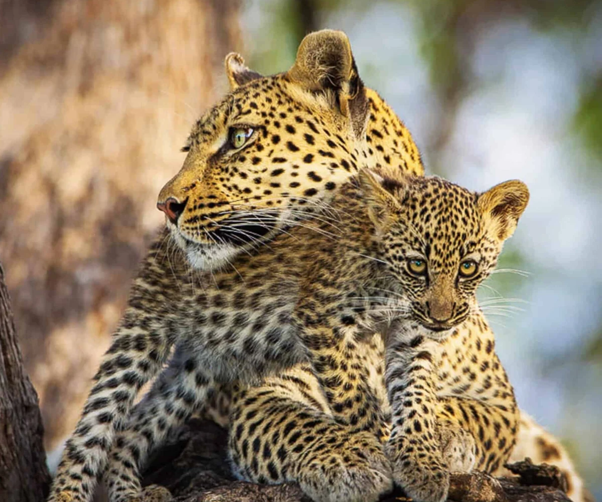 4-days-botwana-wildlife-safari-3