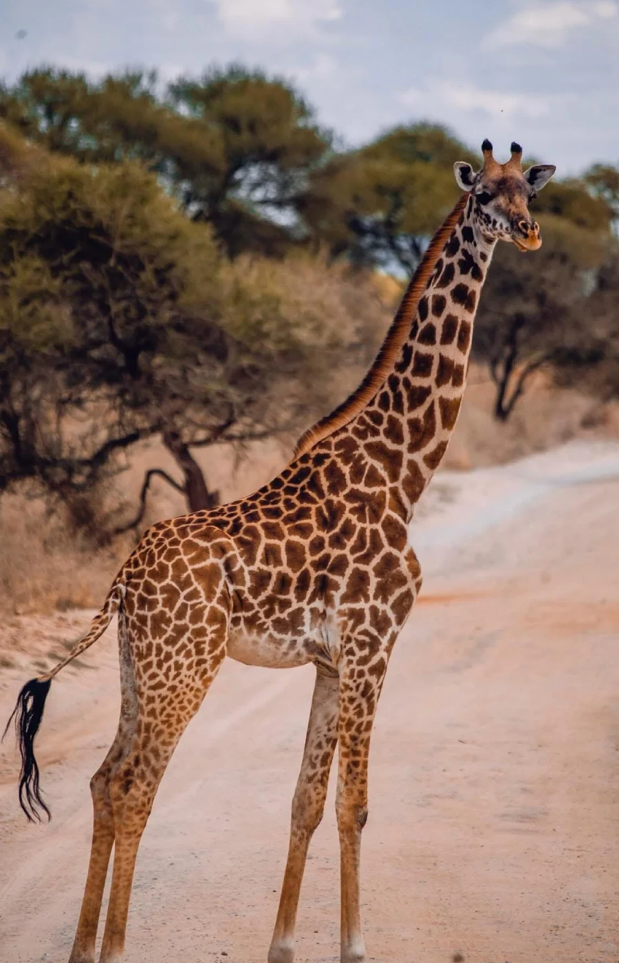 Arusha National Park Wildlife