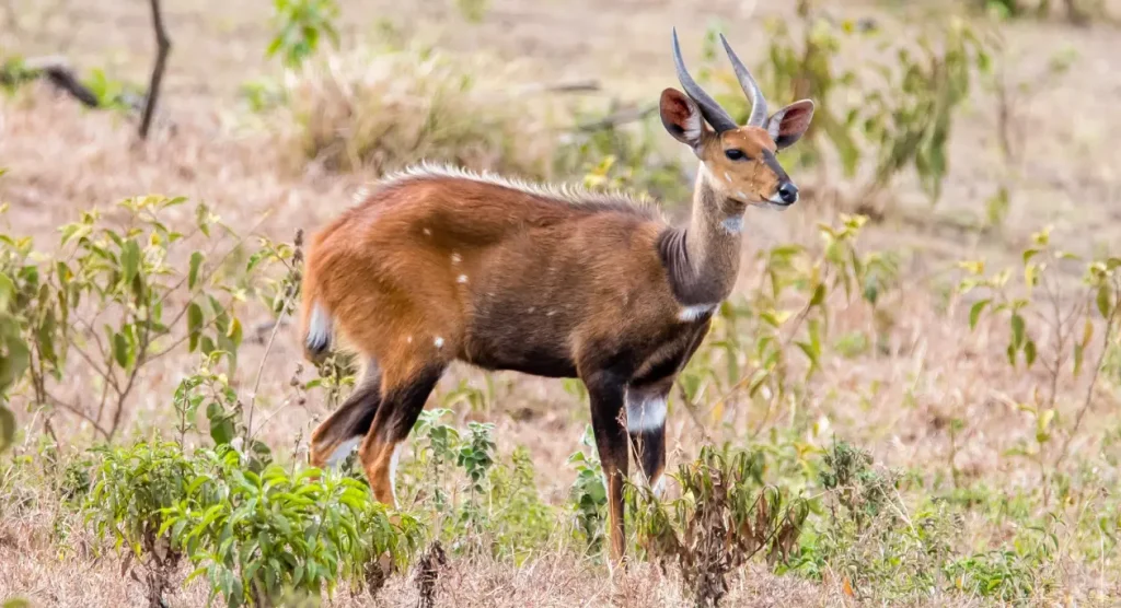 Arusha National Park Wildlife
