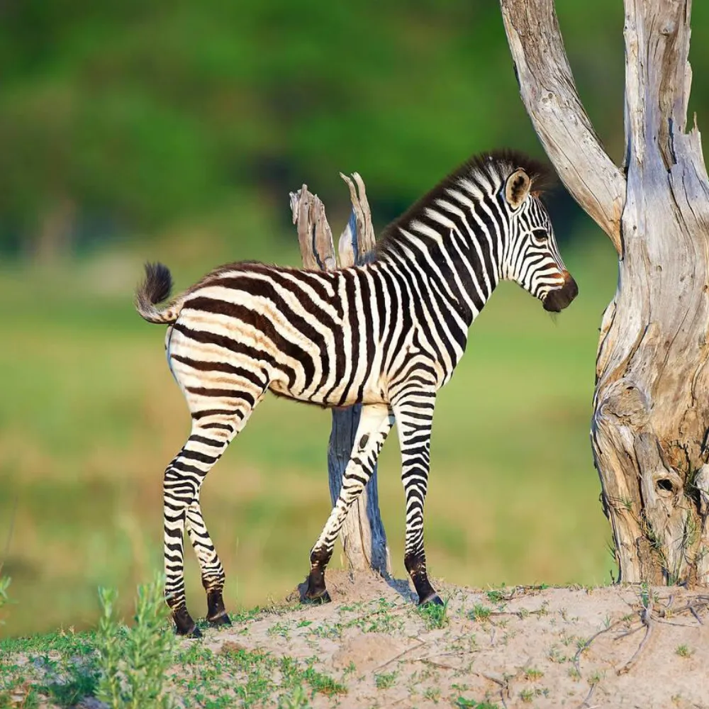 Game Drive