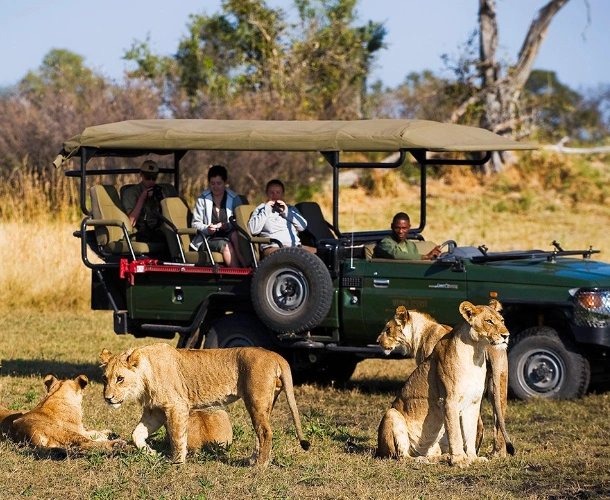 Afternoon Game Drive