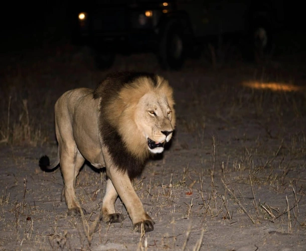 Night Game Drive
