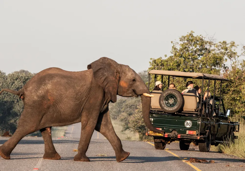 Big Five Game Drives