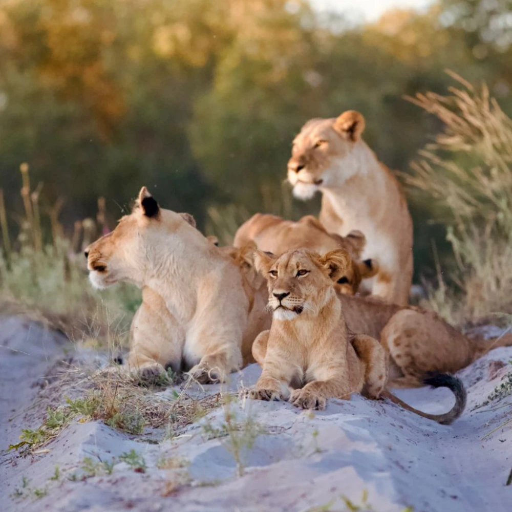 Wildlife