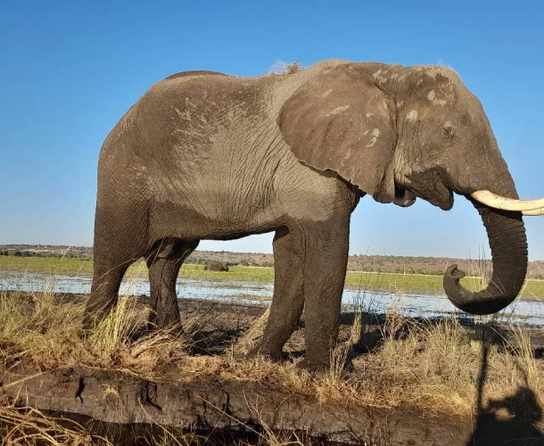 Wildlife