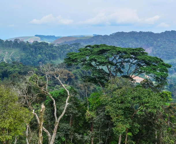 Mayombe Forest