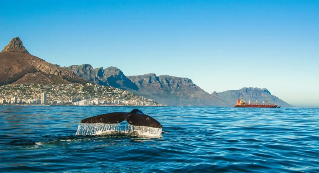 Cape Town River