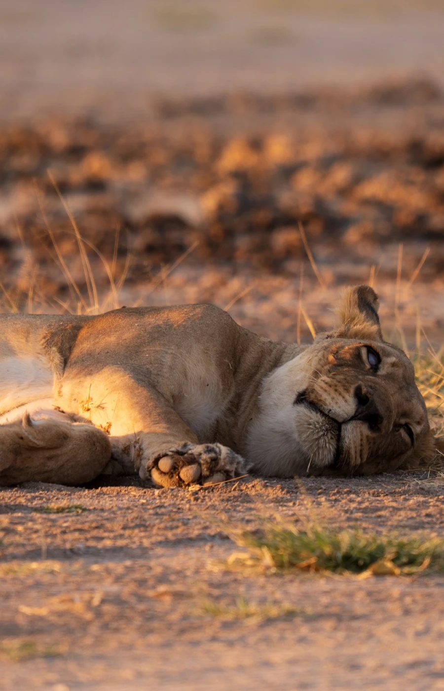 Central Kalahari Big Five