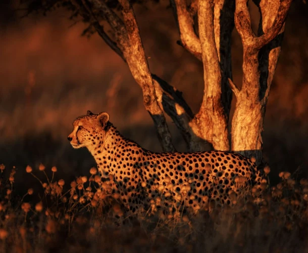 Central Kalahari Photography