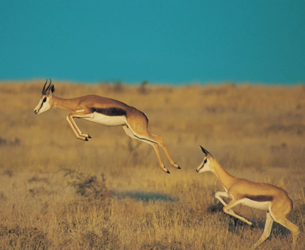 Central Kalahari Game Drive
