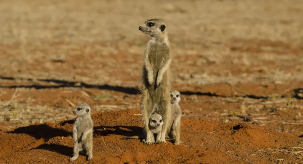Central Kalahari Wildlife