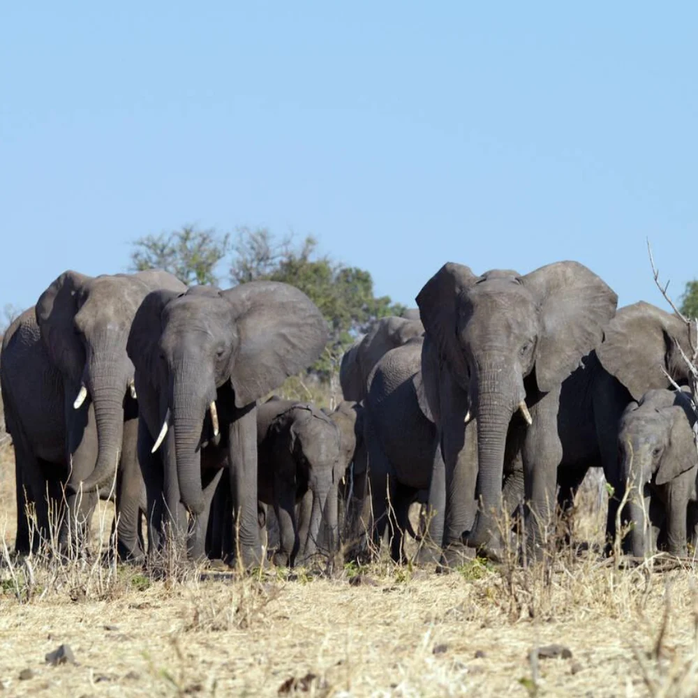 Chobe Wildlife