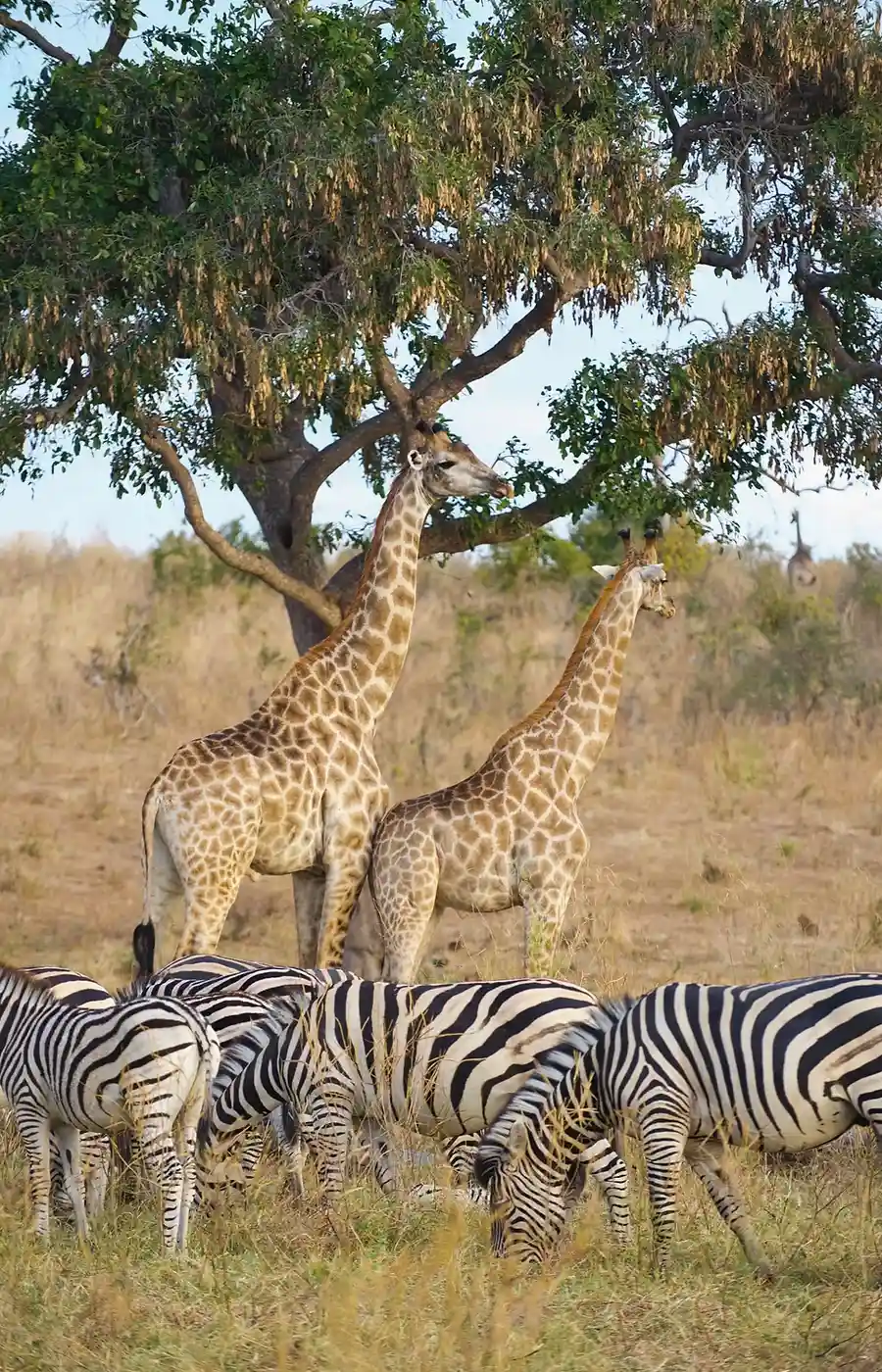 Chobe National Park Wildlife