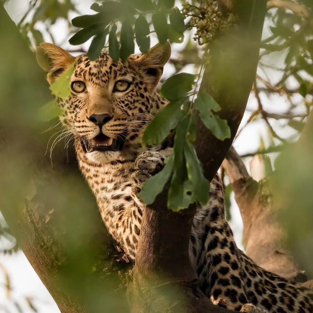 Chobe National Park Big Five