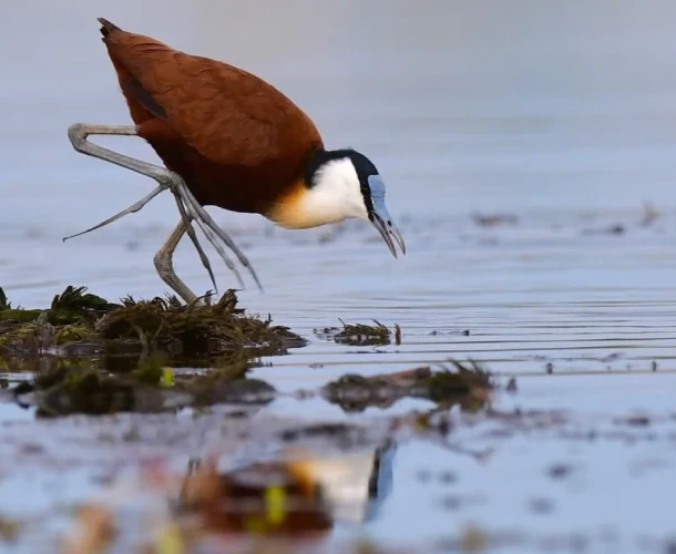 Chobe National Park Birdlife
