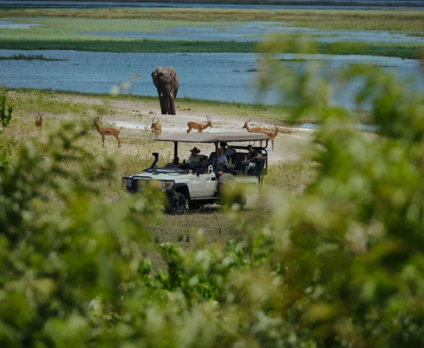 Chobe National Park Game Drive