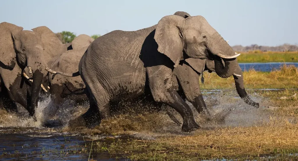Chobe National Park Wildlife
