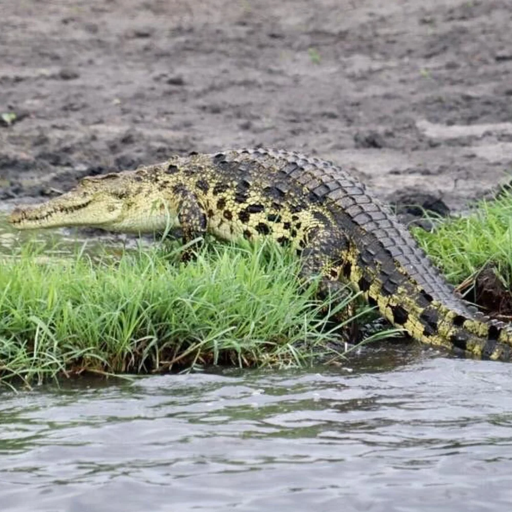 Chobe River Cruises Wildlife