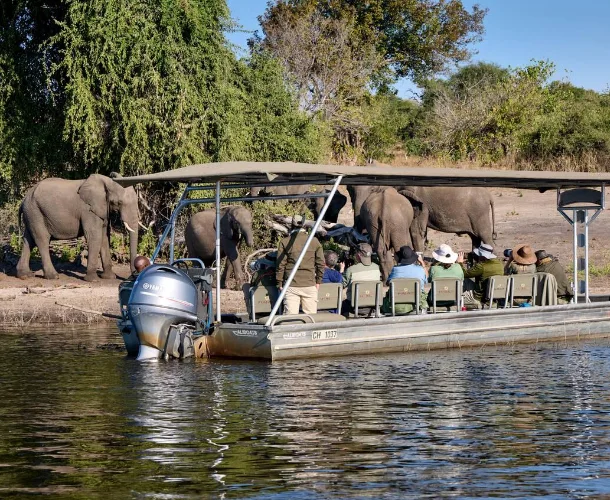 Elephant Viewing