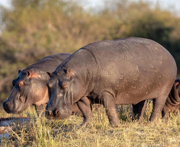 Hippo Viewing