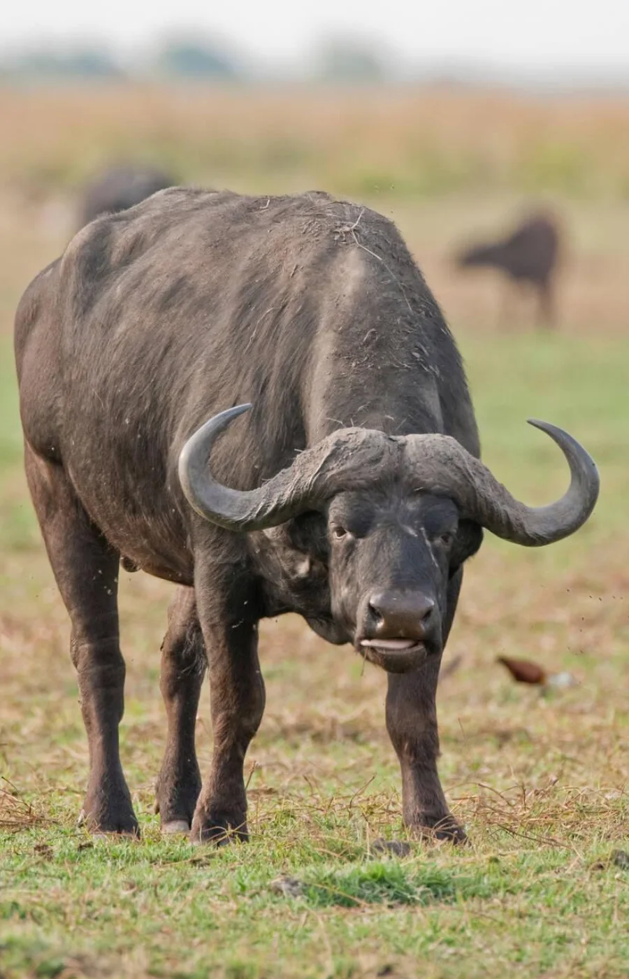 Chobe Wildlife