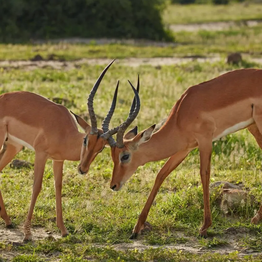 Chobe Wildlife