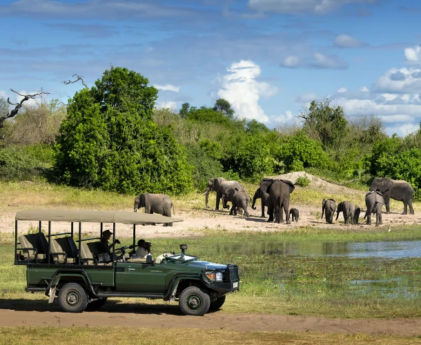 Elephant Viewing