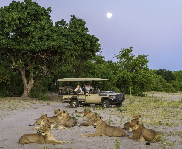 Chobe Predator
