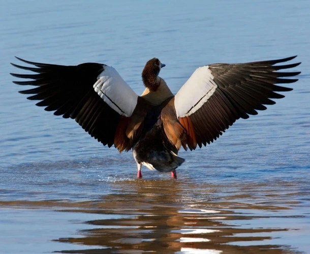 Chobe Birdlife