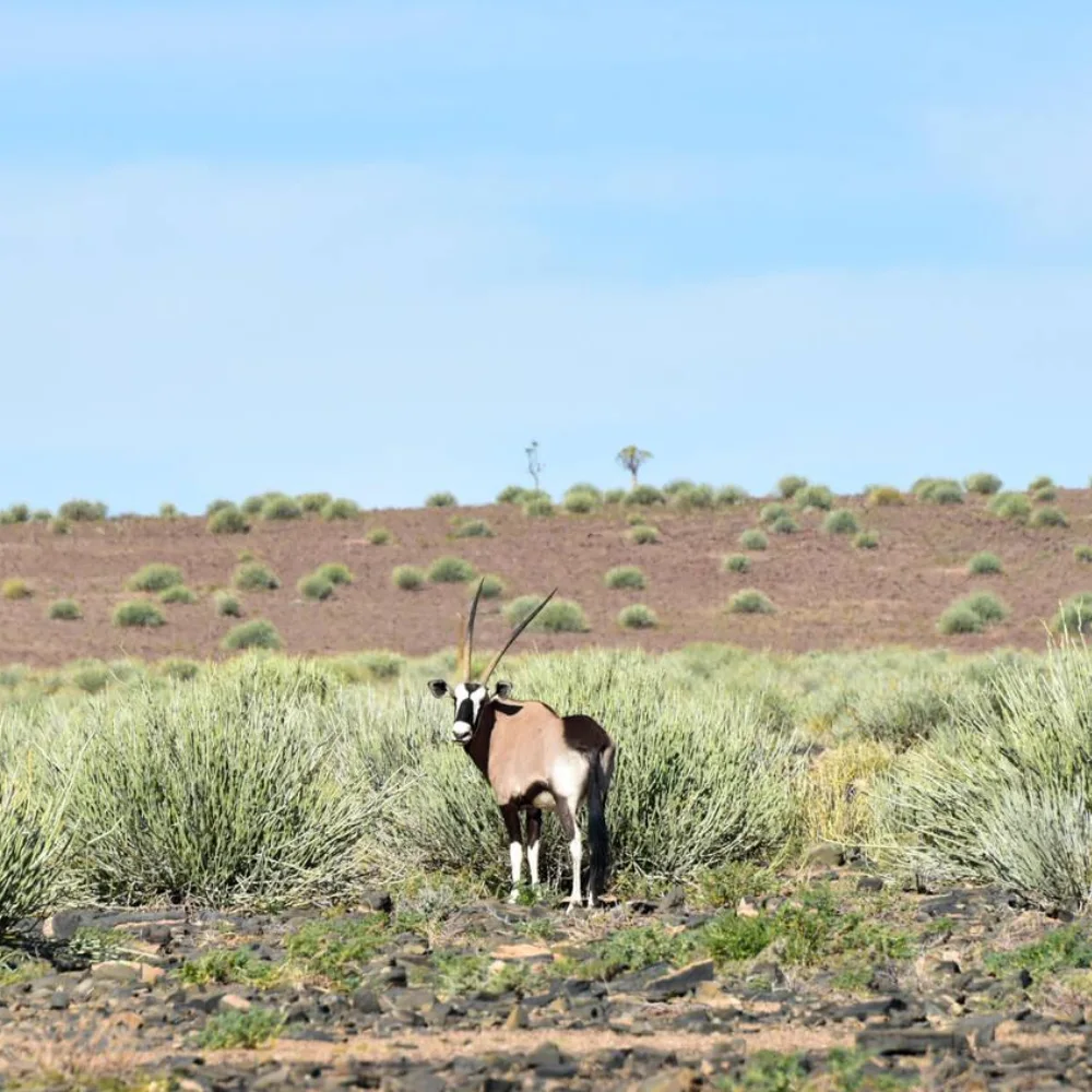 Fish River Canyon Wildlife