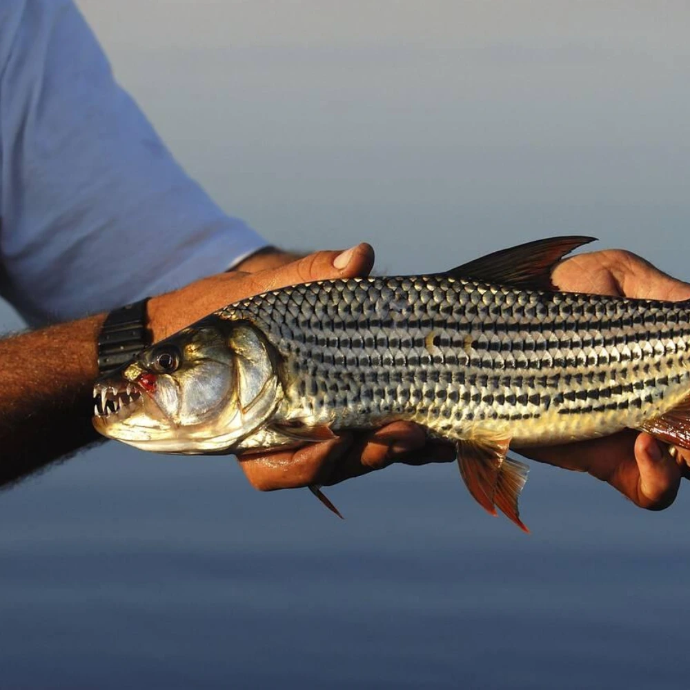 Tiger Fishing