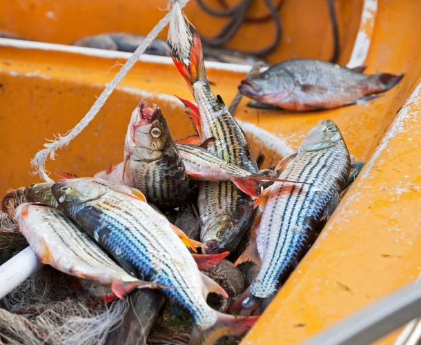 Tiger Fishes