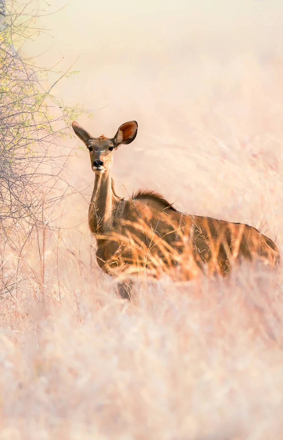 Hwange Hwange National Park Wildlife