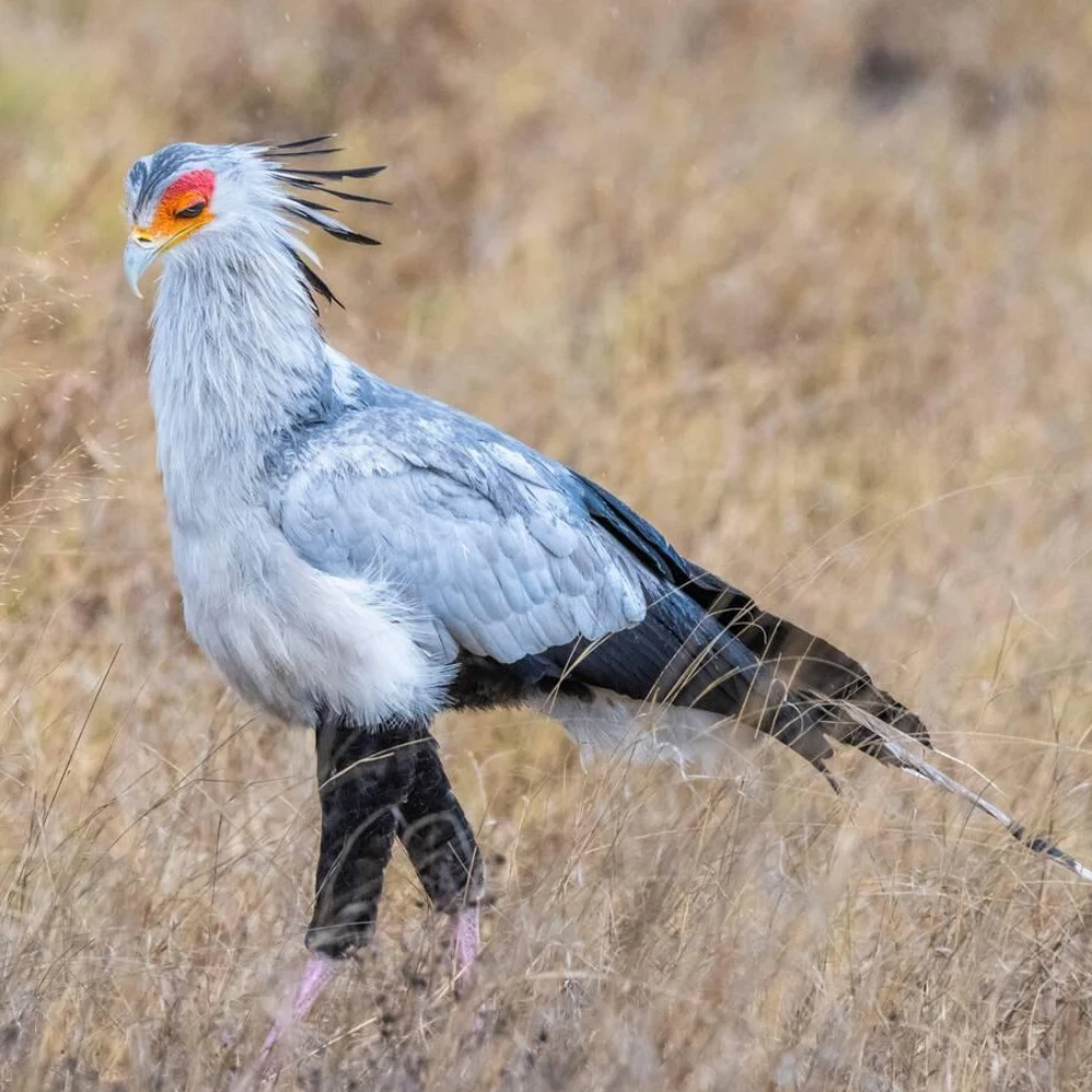 Hwange Birdlife