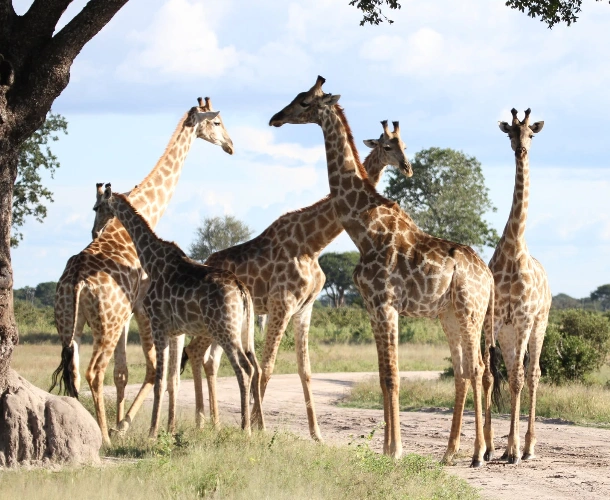 Hwange Hwange National Park Wildlife