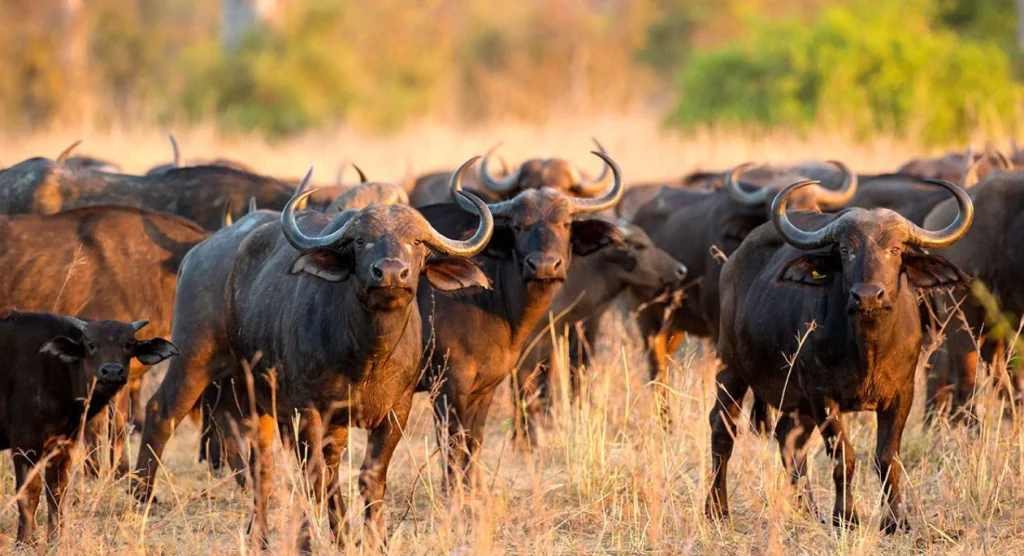 Hwange Hwange National Park Wildlife