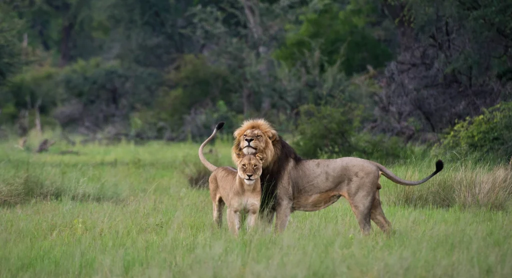 Hwange Hwange National Park Wildlife