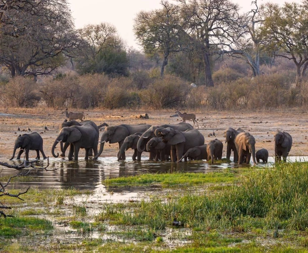 Wildlife Photography