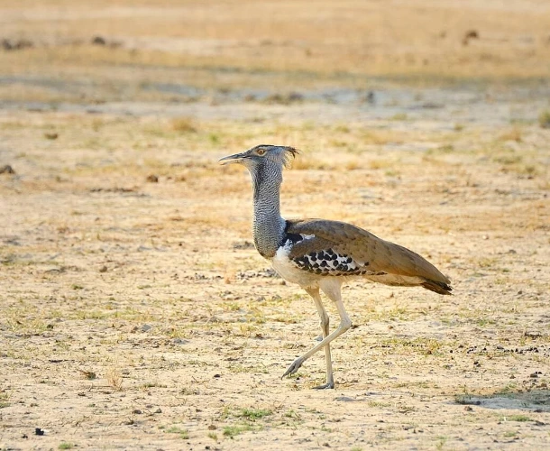 Hwange Birdlife