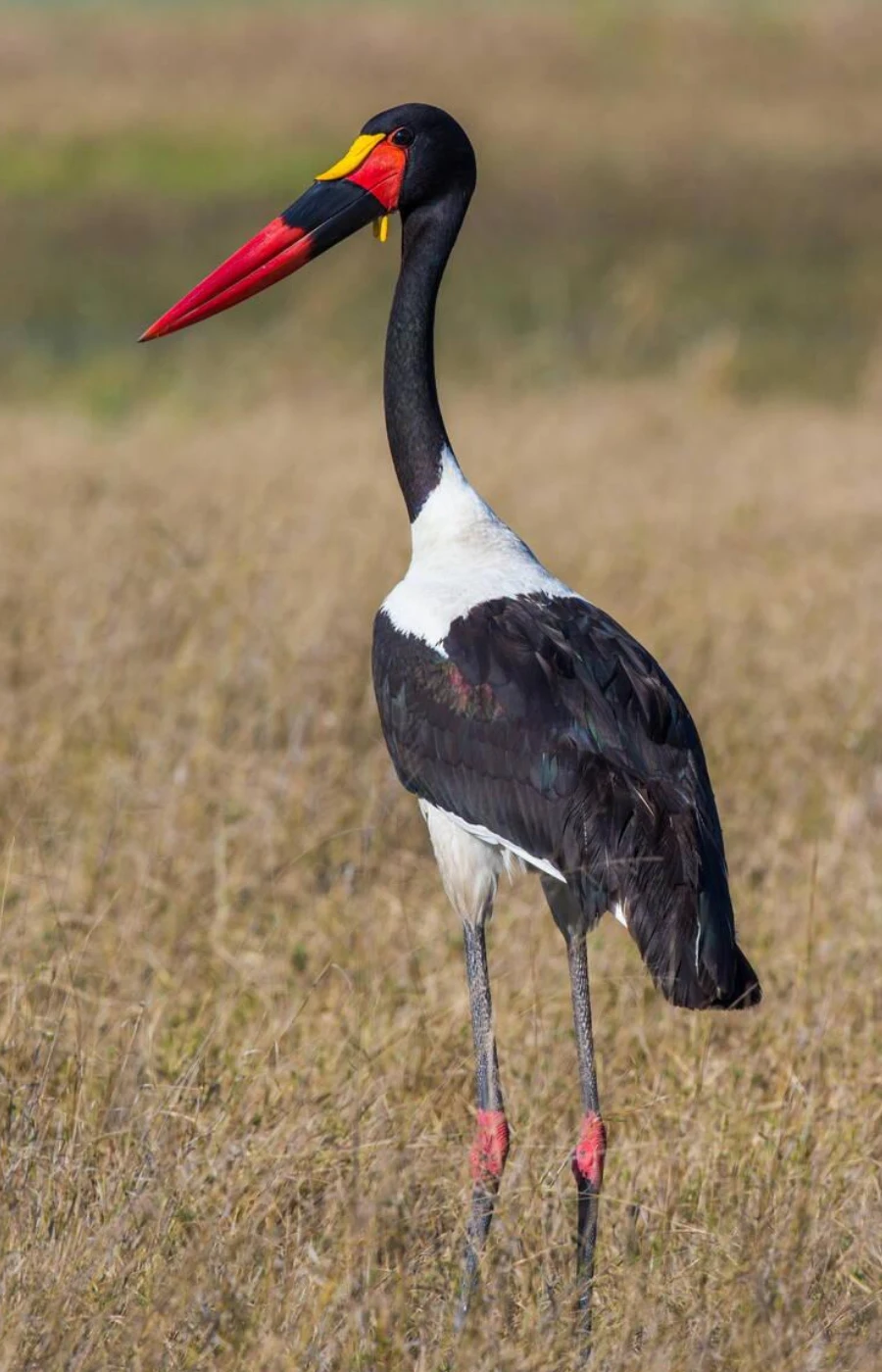 Kafue National Park Birdlife