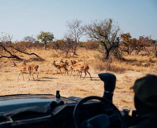 Kafue National Park Game Drives