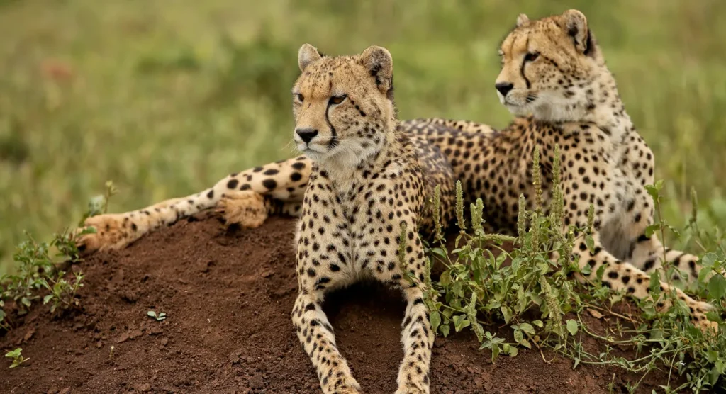Kafue National Park Wildlife