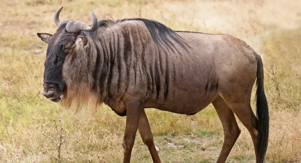 Kafue National Park Wildlife