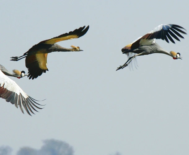 Kafue National Park Birdwatching