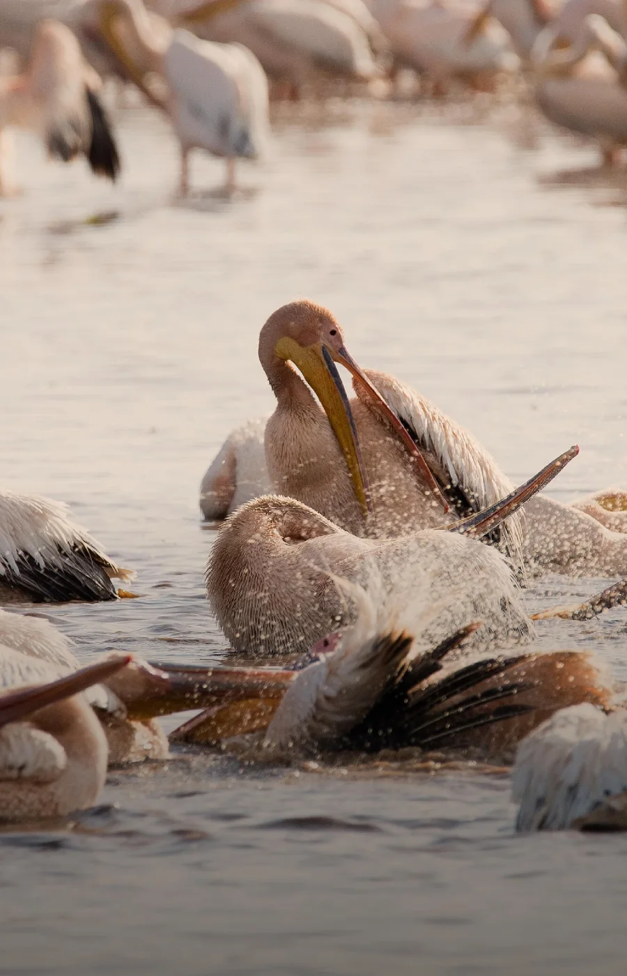 Lake Manyara National Park Birdlife