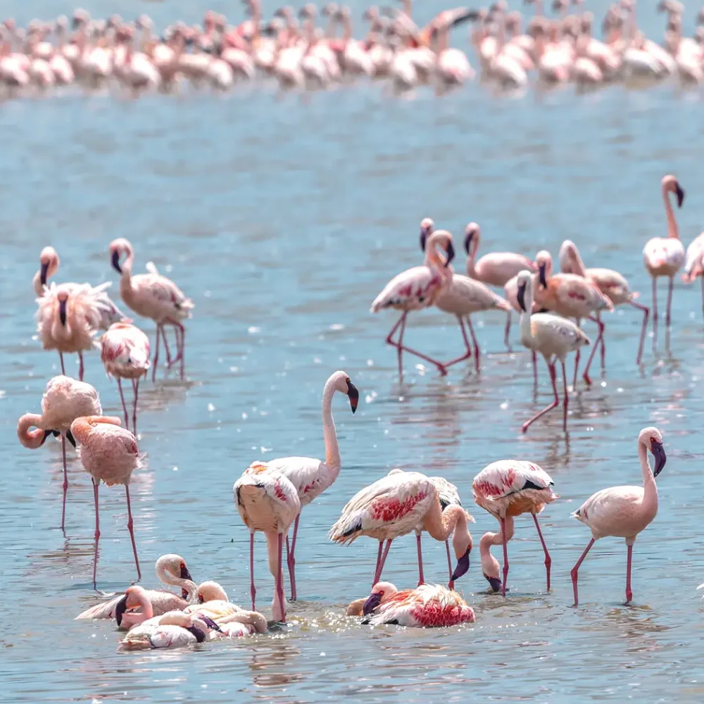 Lake Manyara National Park Birdlife