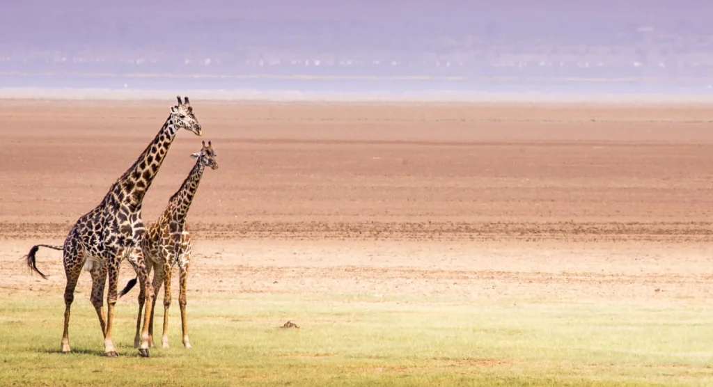 Lake Manyara National Park Wildlife