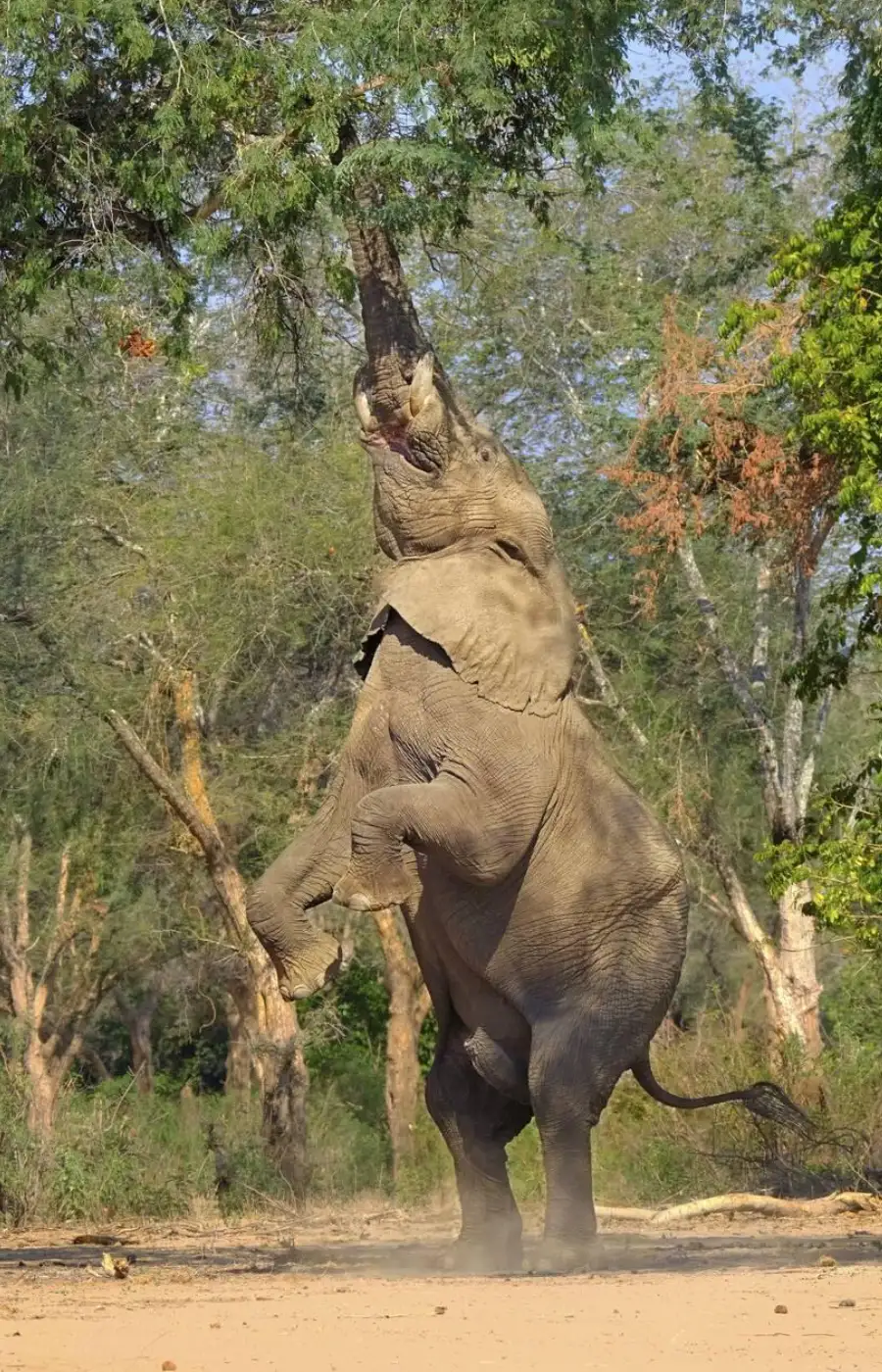 Lower Zambezi Wildlife