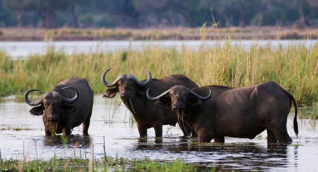 Lower Zambezi Wildlife